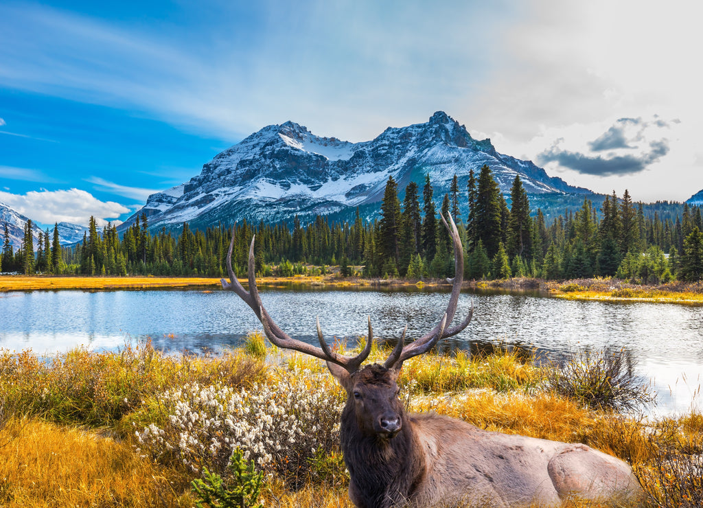 Deer in mountain landscape