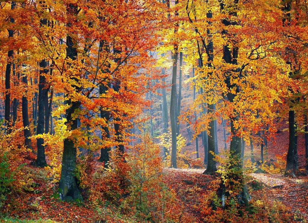 Forest landscape in autumn