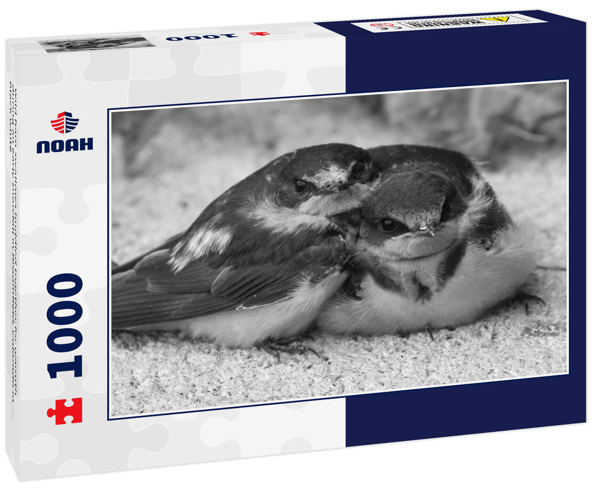 Wild barn swallows huddled together for warmth during an early snowfall in Broomfield, Colorado in black white