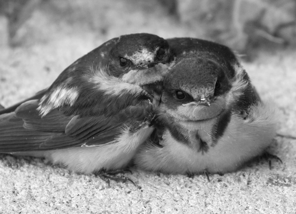 Wild barn swallows huddled together for warmth during an early snowfall in Broomfield, Colorado in black white