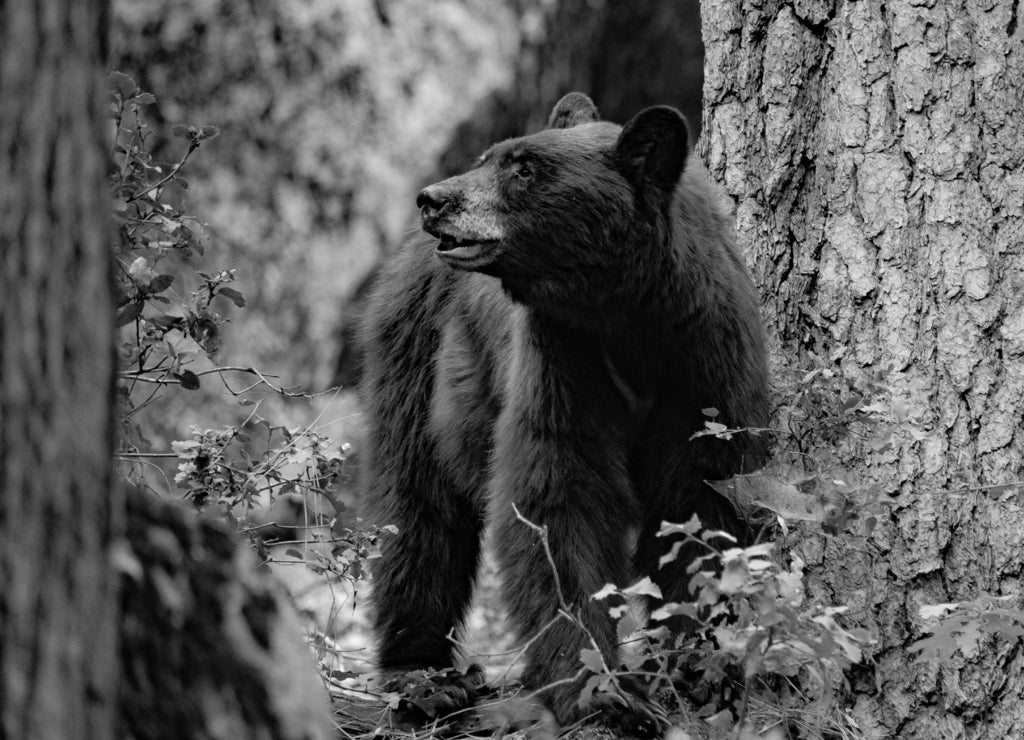 Wild bear next to a tree in Yosemite, National Park, California in black white