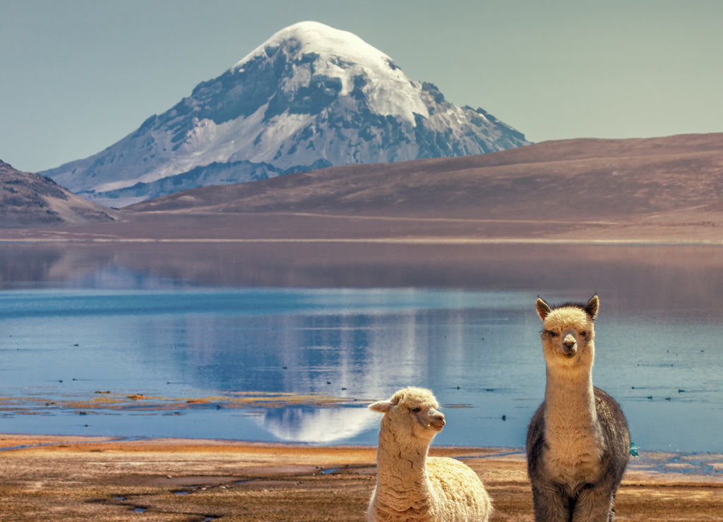Alpaca (Vicugna pacos) grazing on the shore of Lake Chungara at the foot of the Sajama volcano in northern Chile.