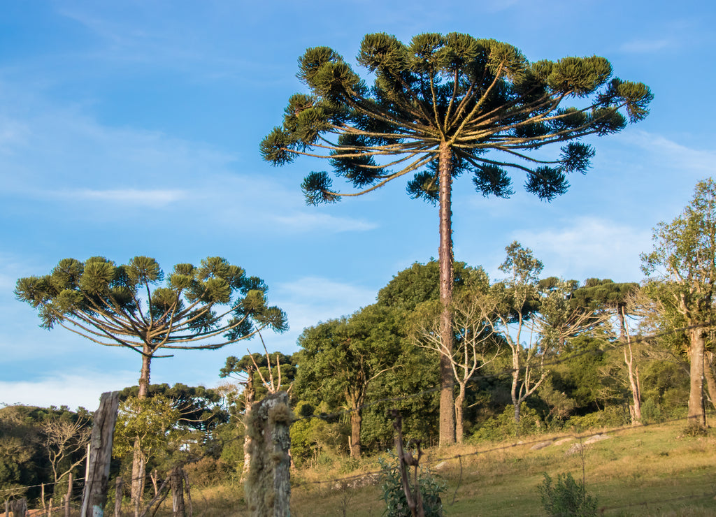 Araucaria tree on sunny day in rural area, Chile