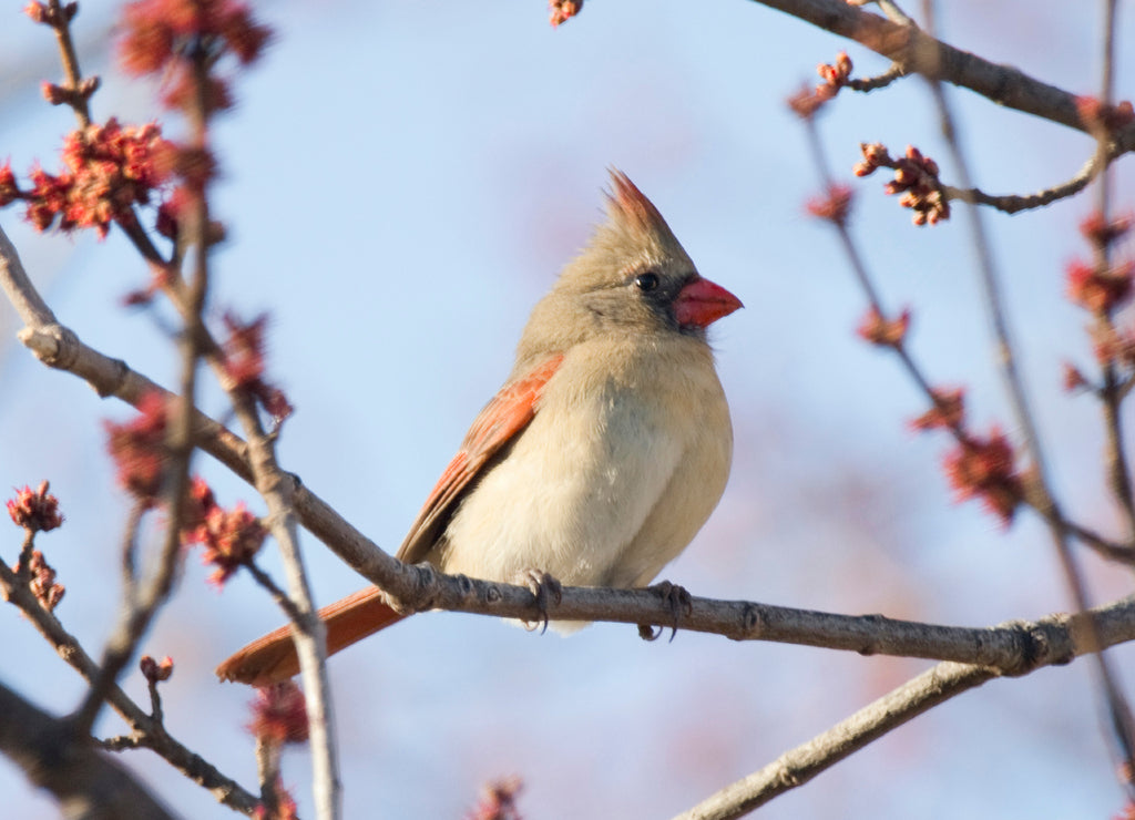 Red Cardinal Female Northern Singing in a Red Flowering Tree, Nebraska