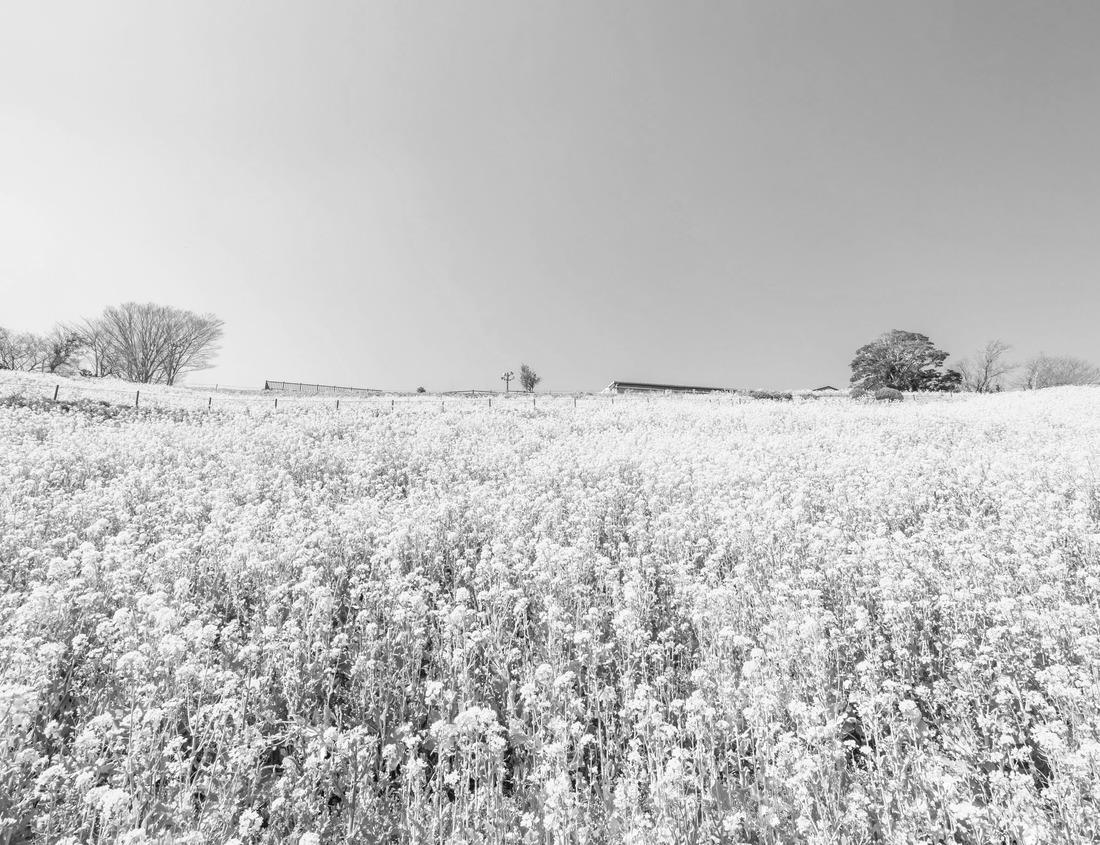 Noah Jigsaw Puzzle Ancient ruins at Carthage, Tunisia with the Mediterranean Sea in the background in black white 1000 pieces