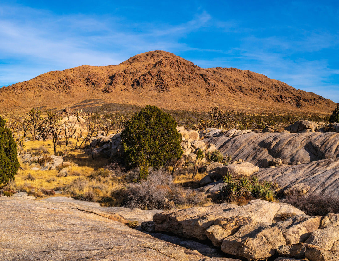 Noah Jigsaw Puzzle Mojave Desert National Preserve arid landscape, Cima Dome Volcanic Field National Natural Landmark in California, USA 1000 pieces
