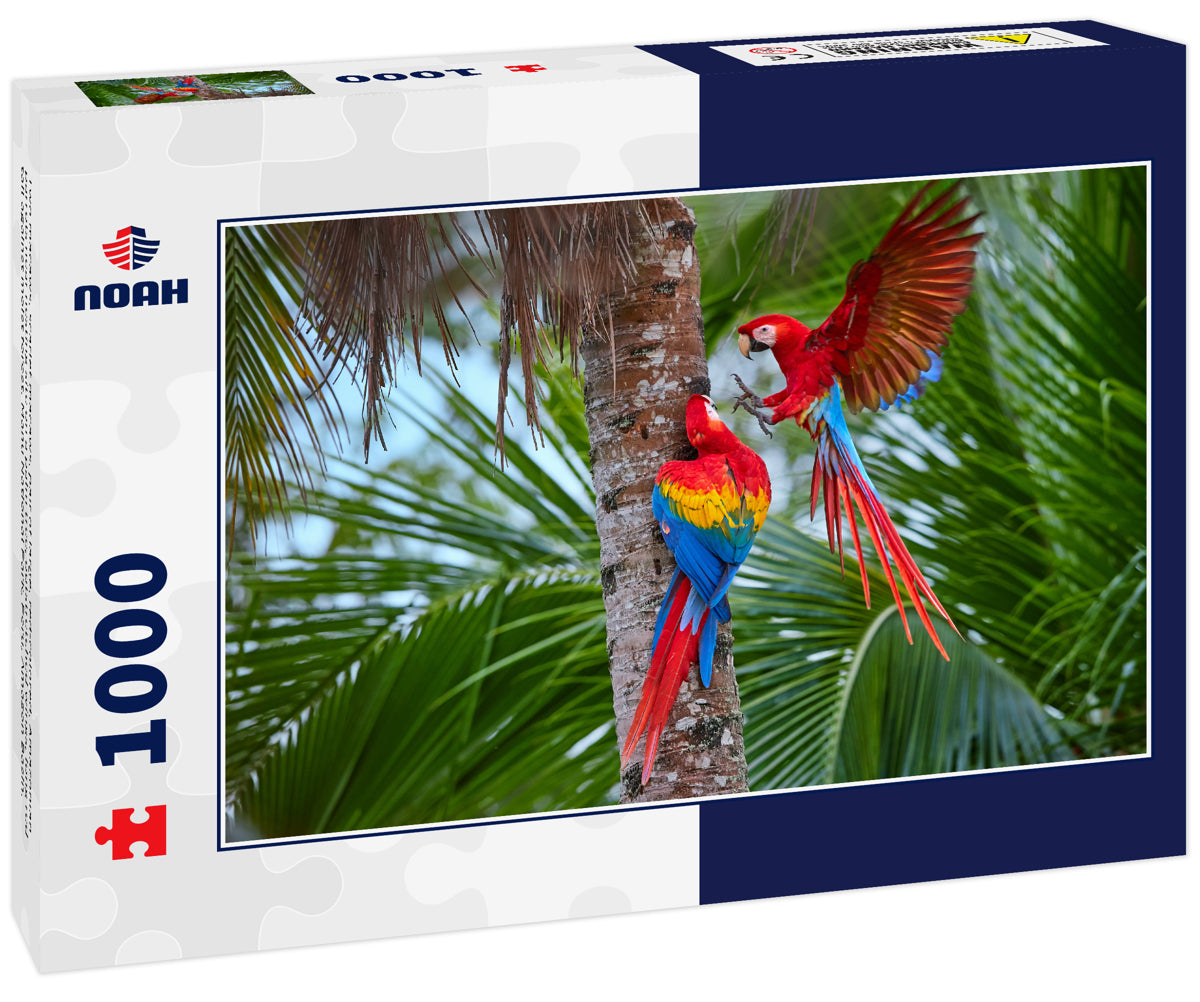 Two macaws, scarlet macaws, pair of large, red-colored, Amazonian parrots near nesting site on a palm tree, outstretched wings, long red tail against moist forest. Manu National Park, Peru, Amazon Basin.