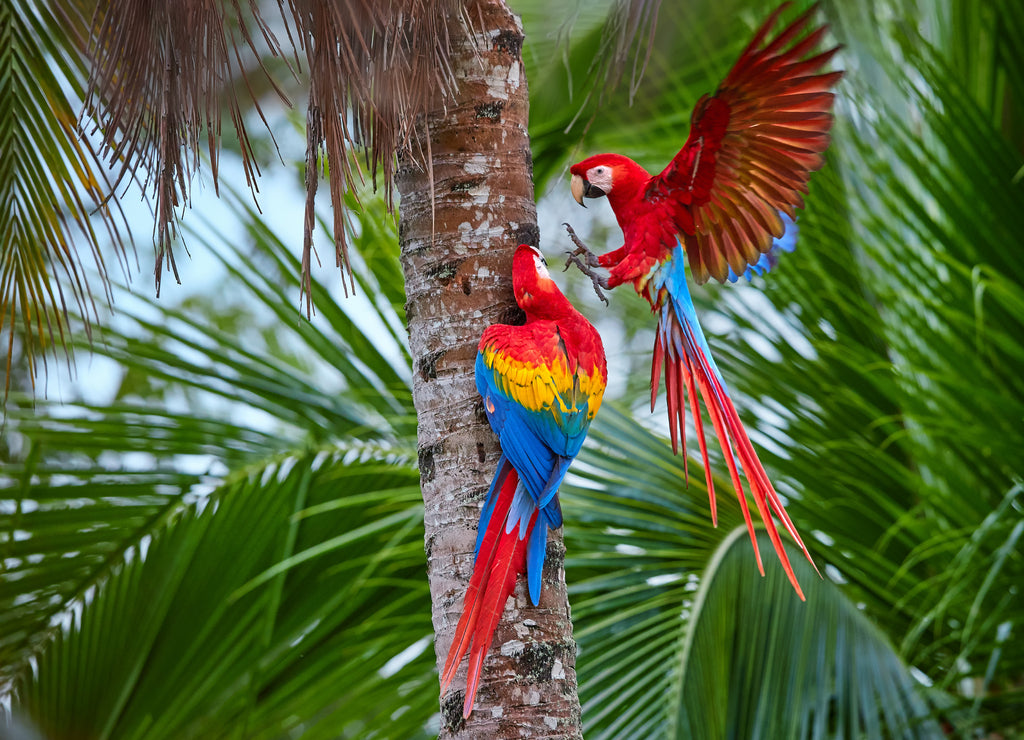 Two macaws, scarlet macaws, pair of large, red-colored, Amazonian parrots near nesting site on a palm tree, outstretched wings, long red tail against moist forest. Manu National Park, Peru, Amazon Basin.
