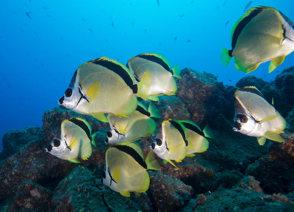 Underwater side view of blacknose barberfish (Johnrandallia nigrirostris) San Benedicto, Revillagigedo, Colima, Mexico