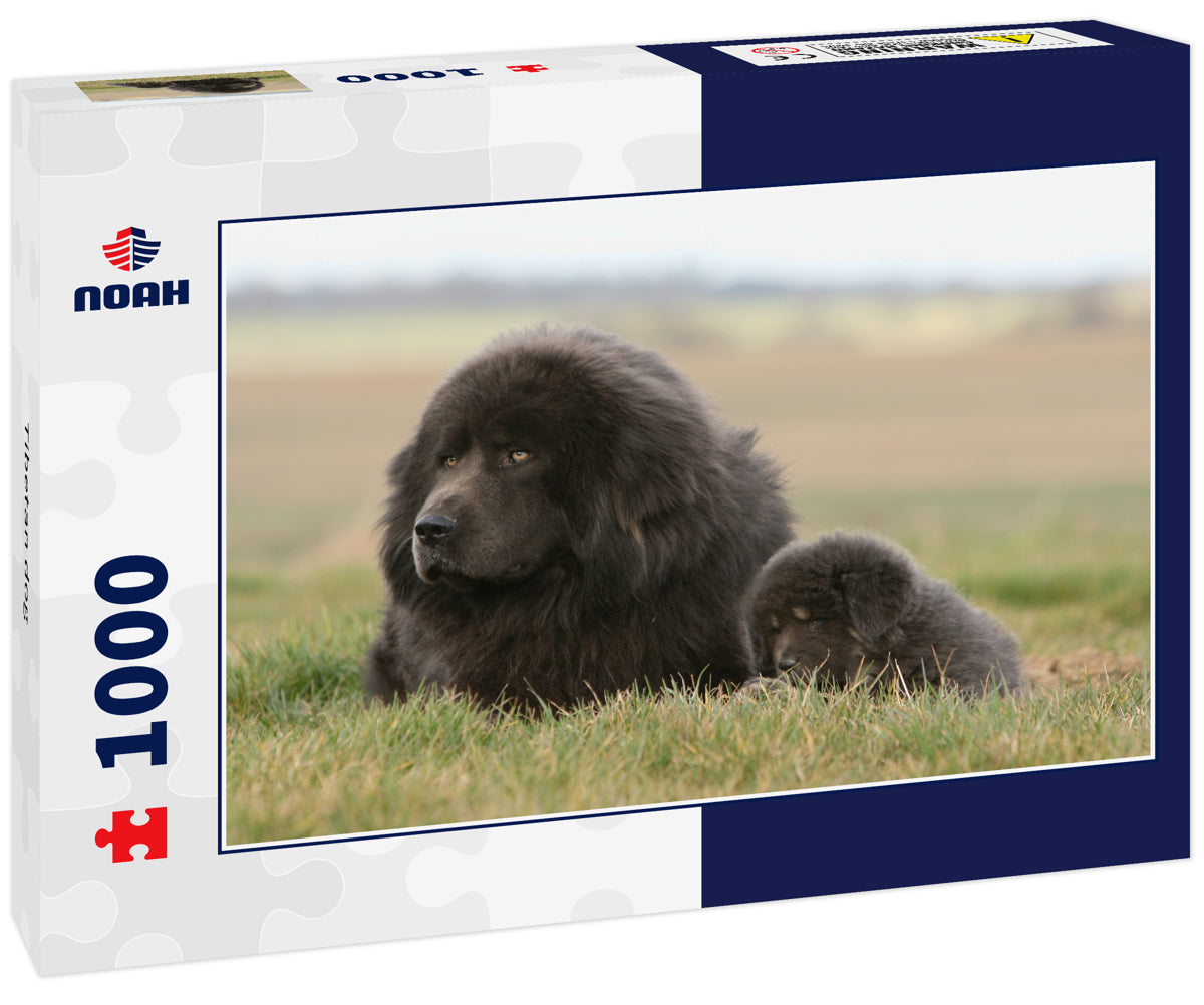 Tibetan dog