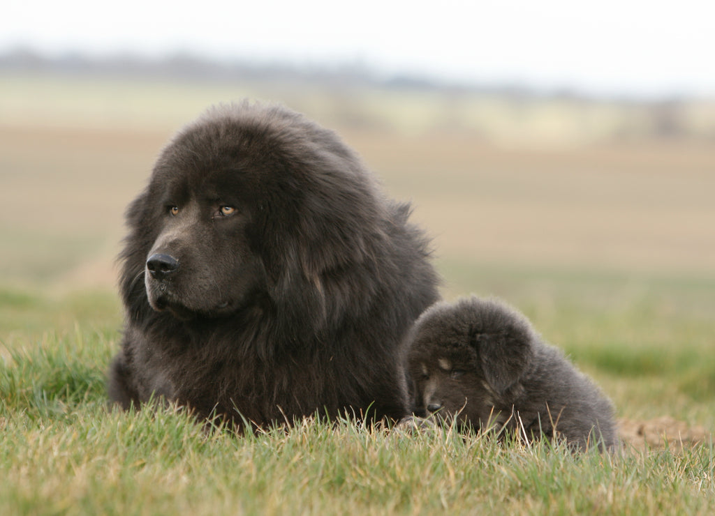 Tibetan dog