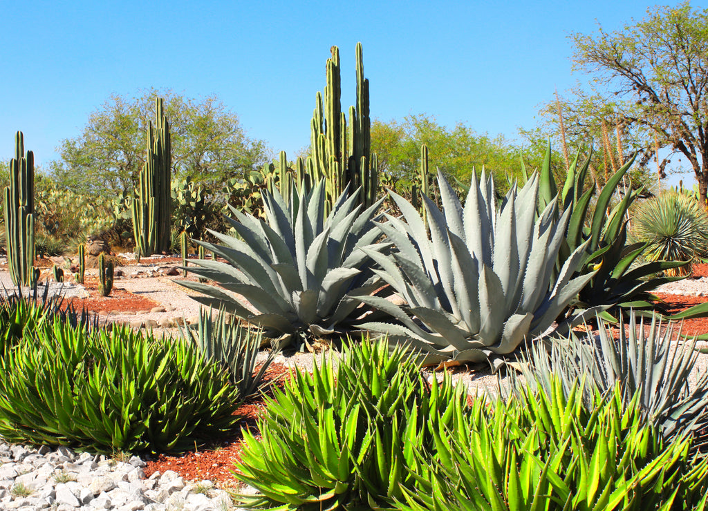 Garden of cacti, agaves and succulents, Tula de Allende, Mexico