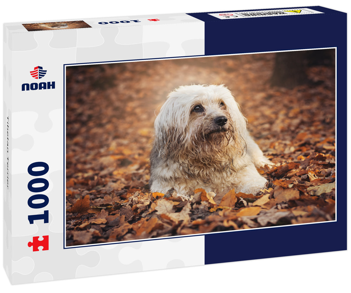 Tibetan Terrier