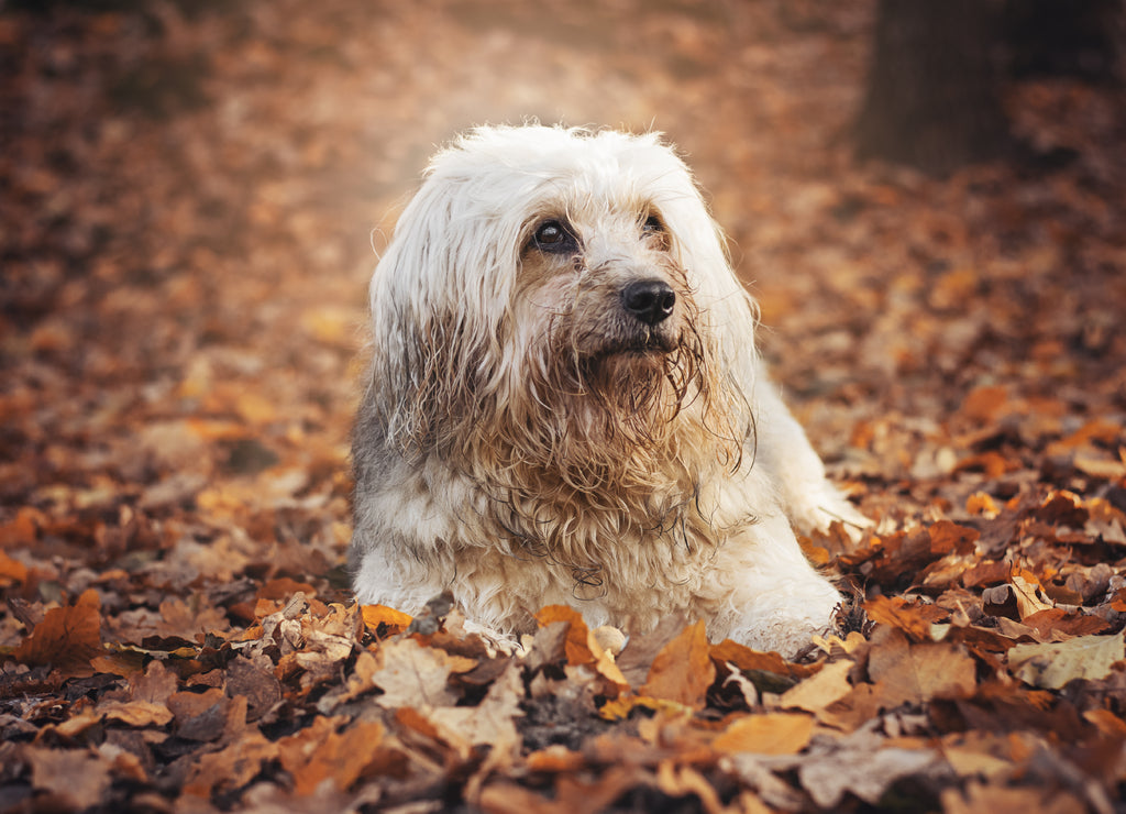 Tibetan Terrier
