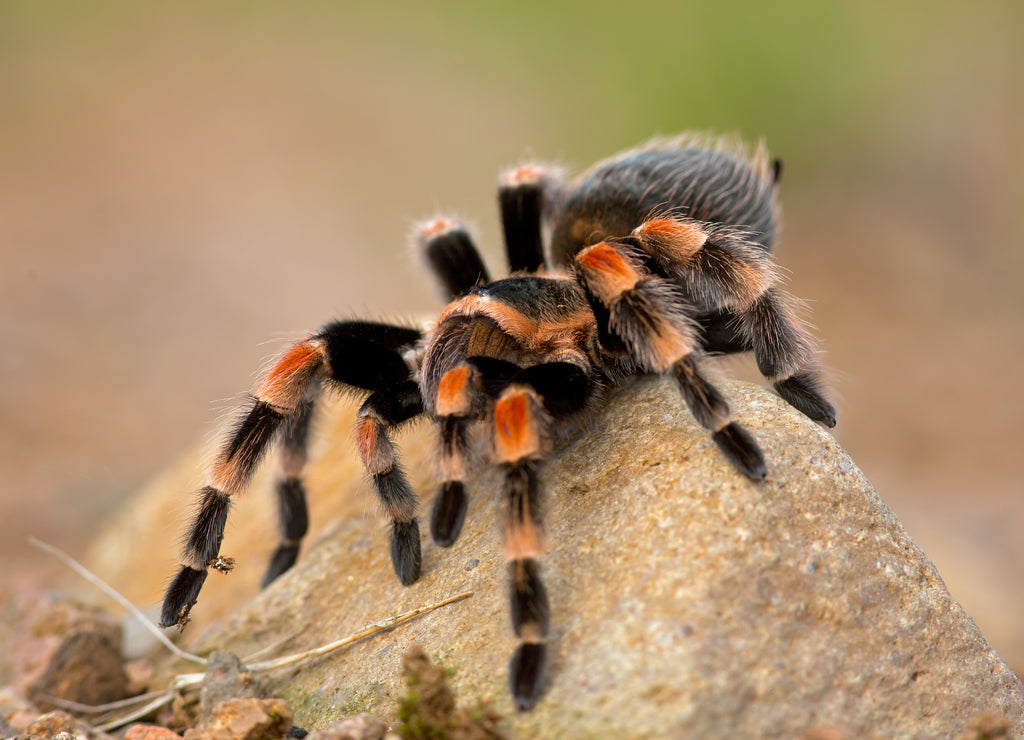 Brachypelma auratum (also called Mexican flame knee) is a tarantula endemic to the Guerrero and Michoacán regions of Mexico