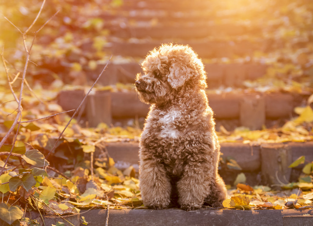 Toy Poodle