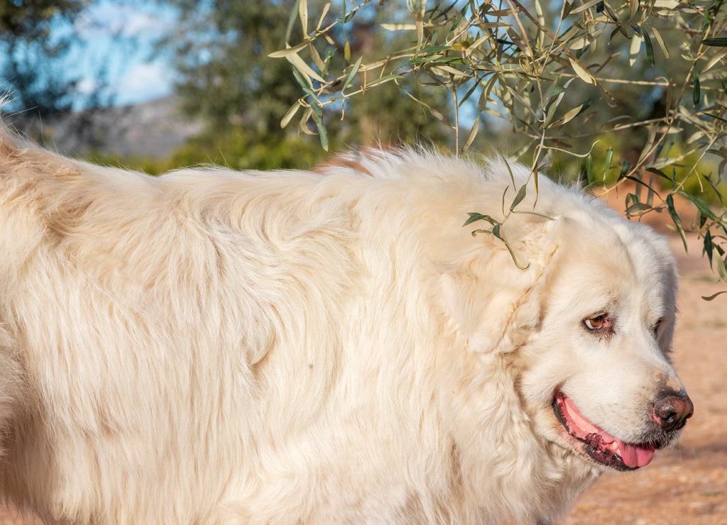 Pyrenean mountain dog