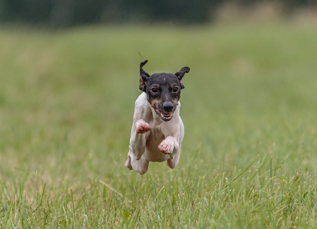 Japanese Terrier