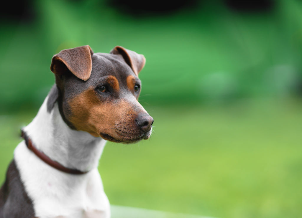 Brazilian Terrier