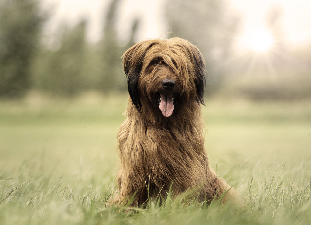 Briard