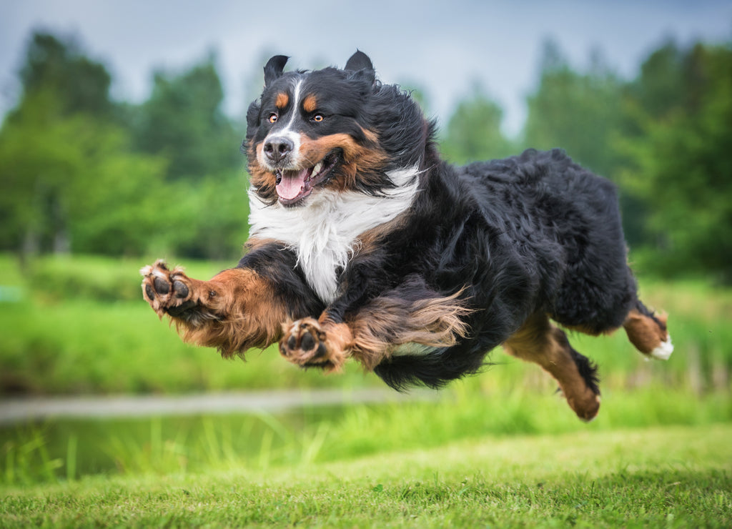 Bernese Mountain Dog