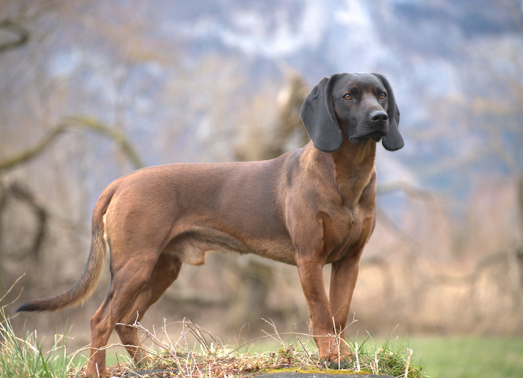 Bavarian Mountain Sweat Dog