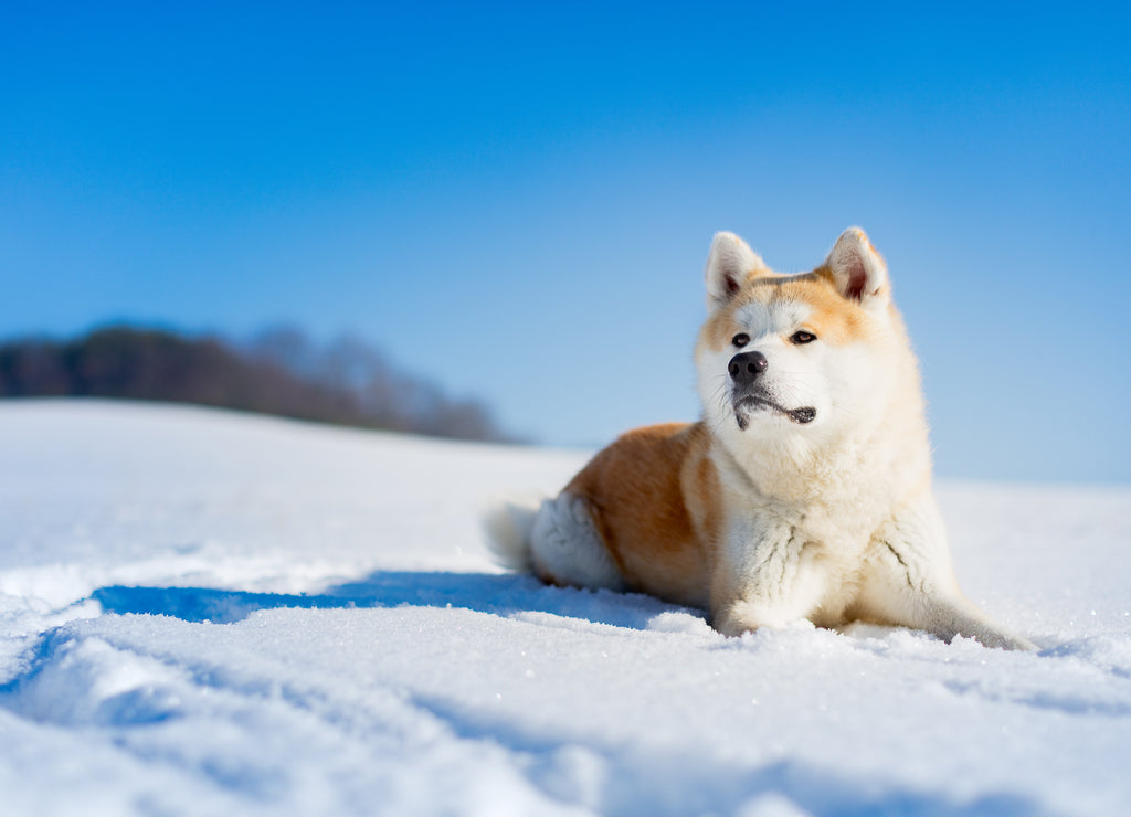 Akita Inu