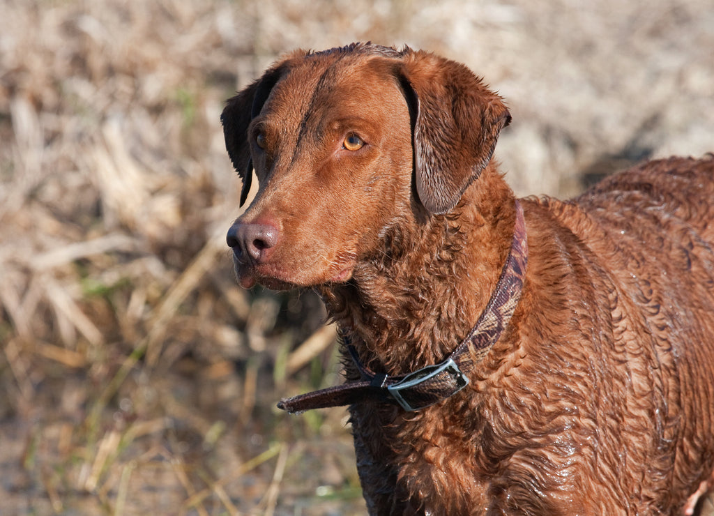 Chesapeake Bay Retriever