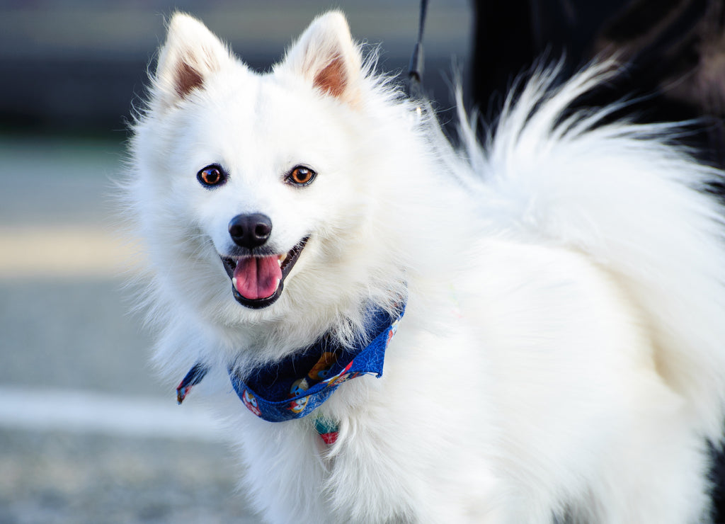 Japan Spitz