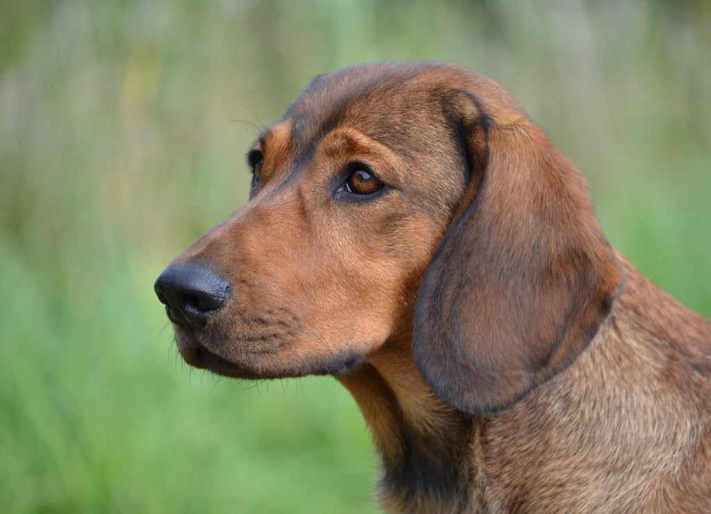 Alpine badger dog