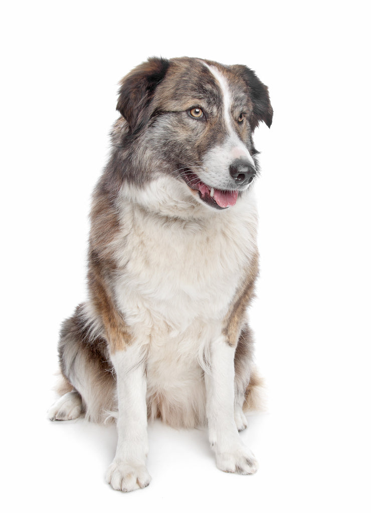 Aidi or Atlas Mountain Dog