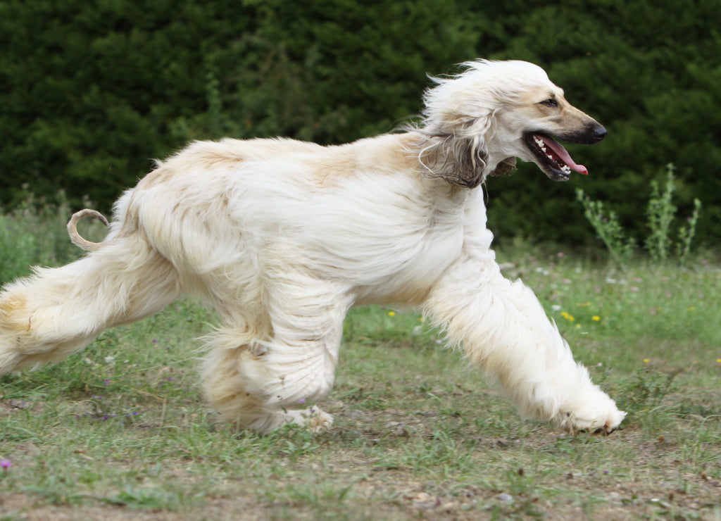 Afghan Hound