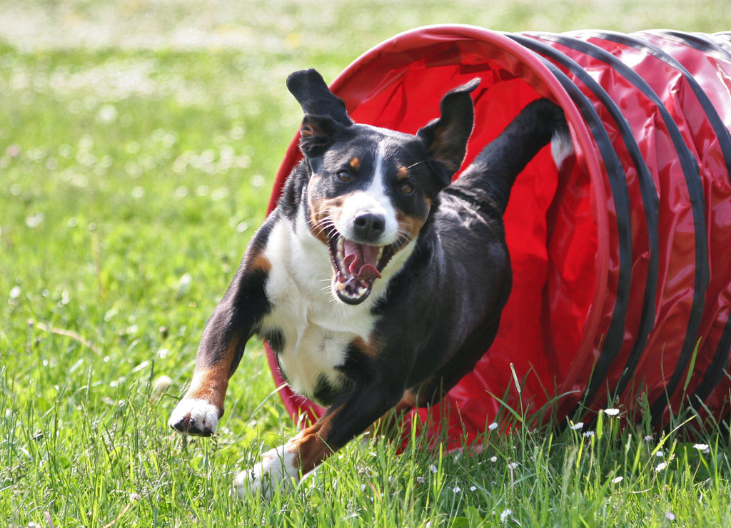 Appenzeller Mountain Dog