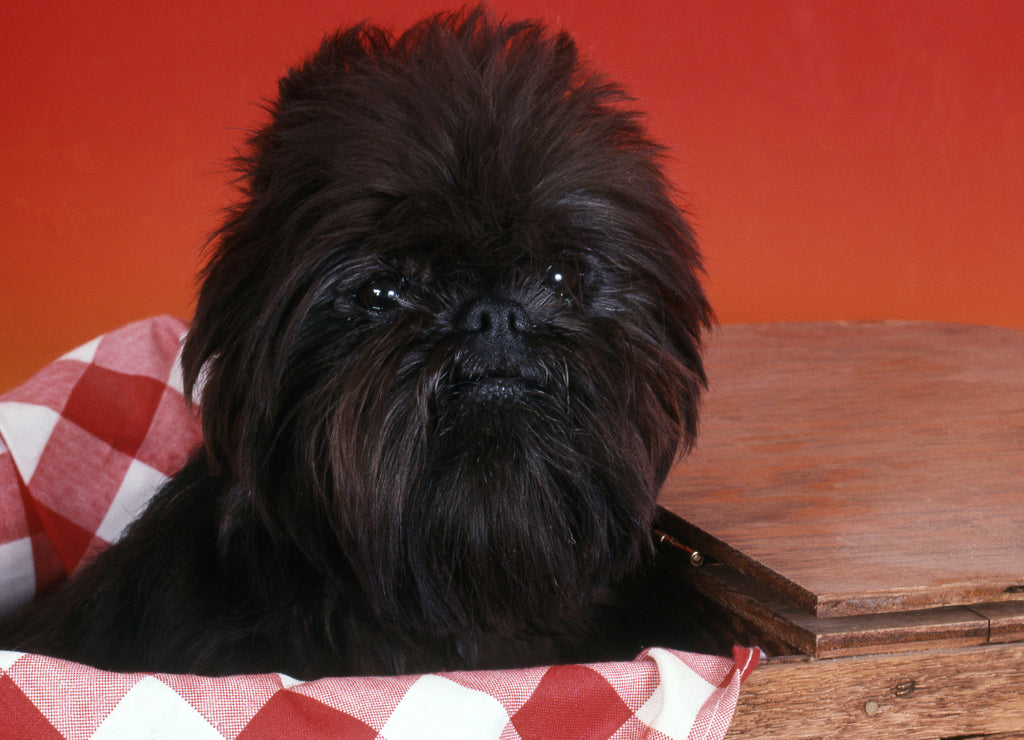Affenpinscher