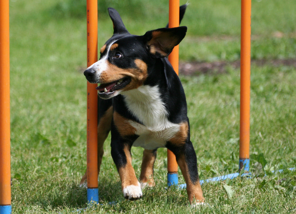 Entlebuch Mountain Dog