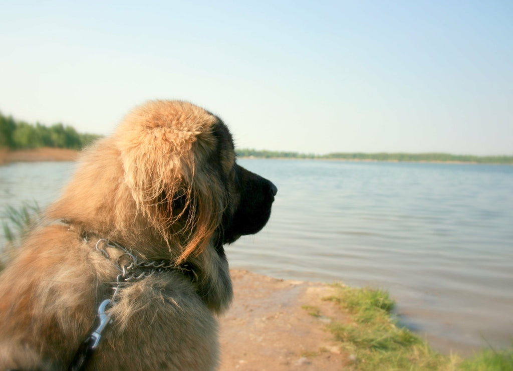 Caucasian Shepherd Dog