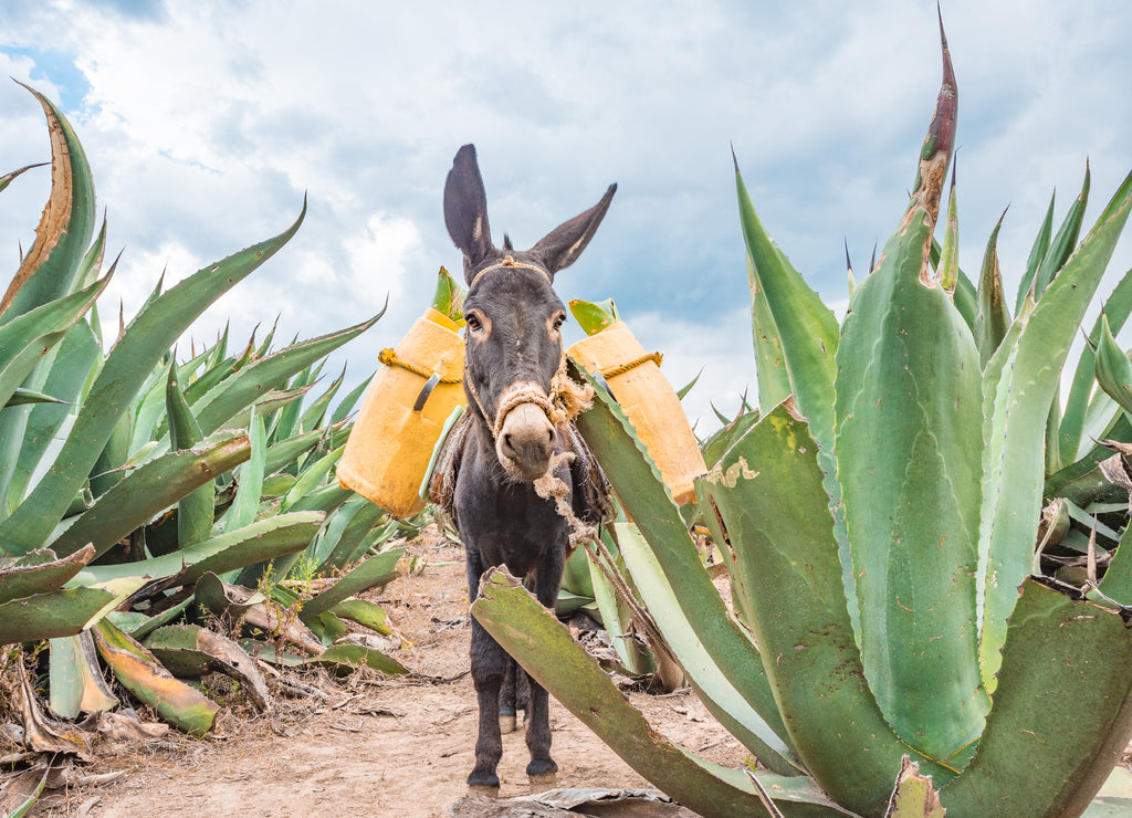 Beautiful donkey at the Maguey fields in Tlaxcala, Mexico