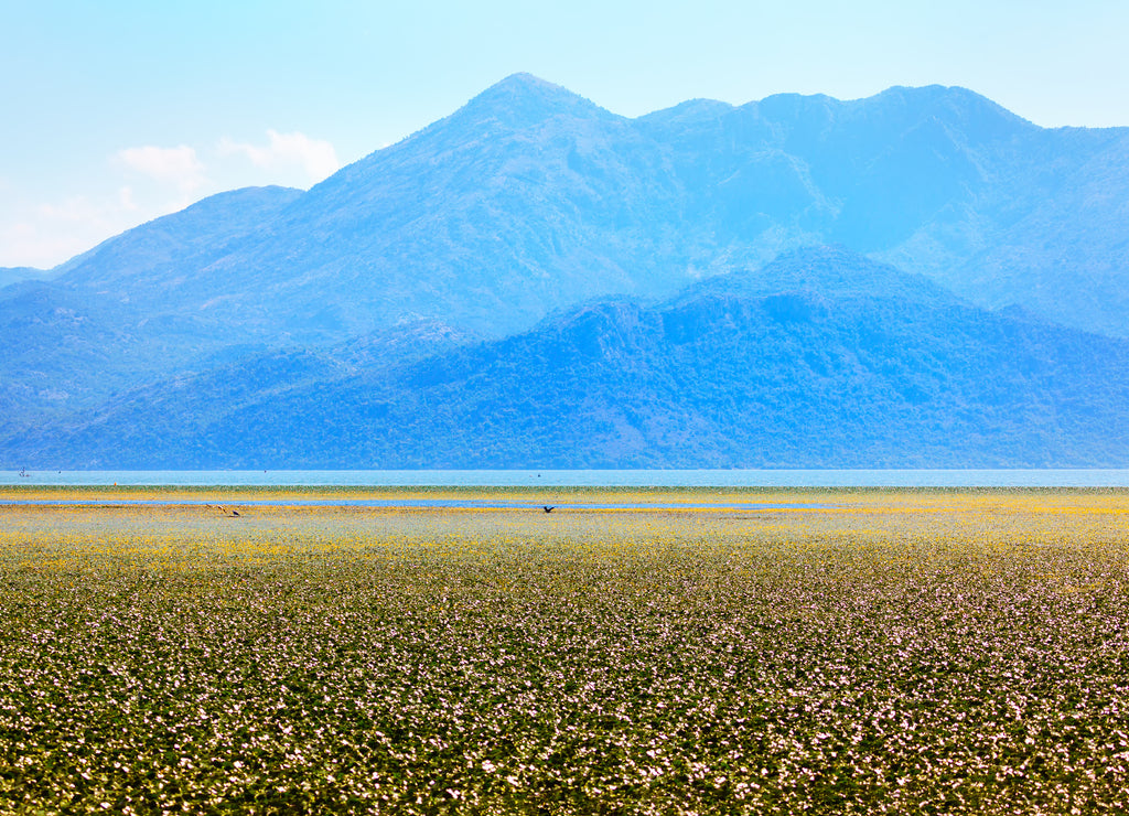 Lake Skadar Albania and Balkans mountains view . Swamp vegetation surface . Skadar Lake National Park in Albania and Montenegro