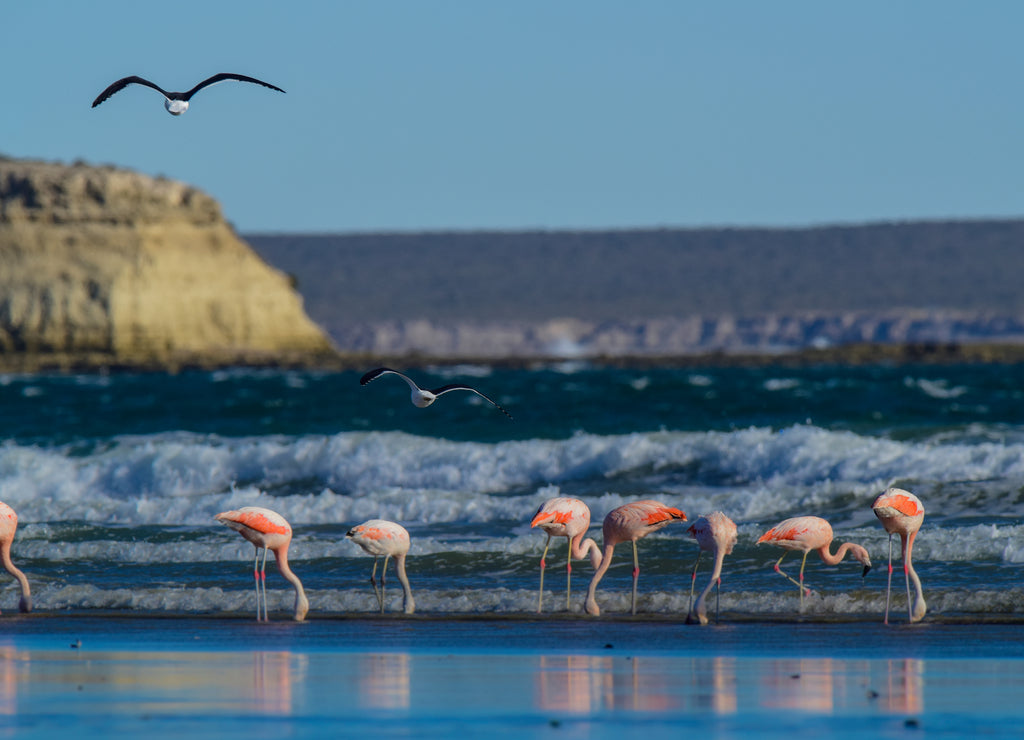 Flamingos in seascape,Patagonia, Argentina