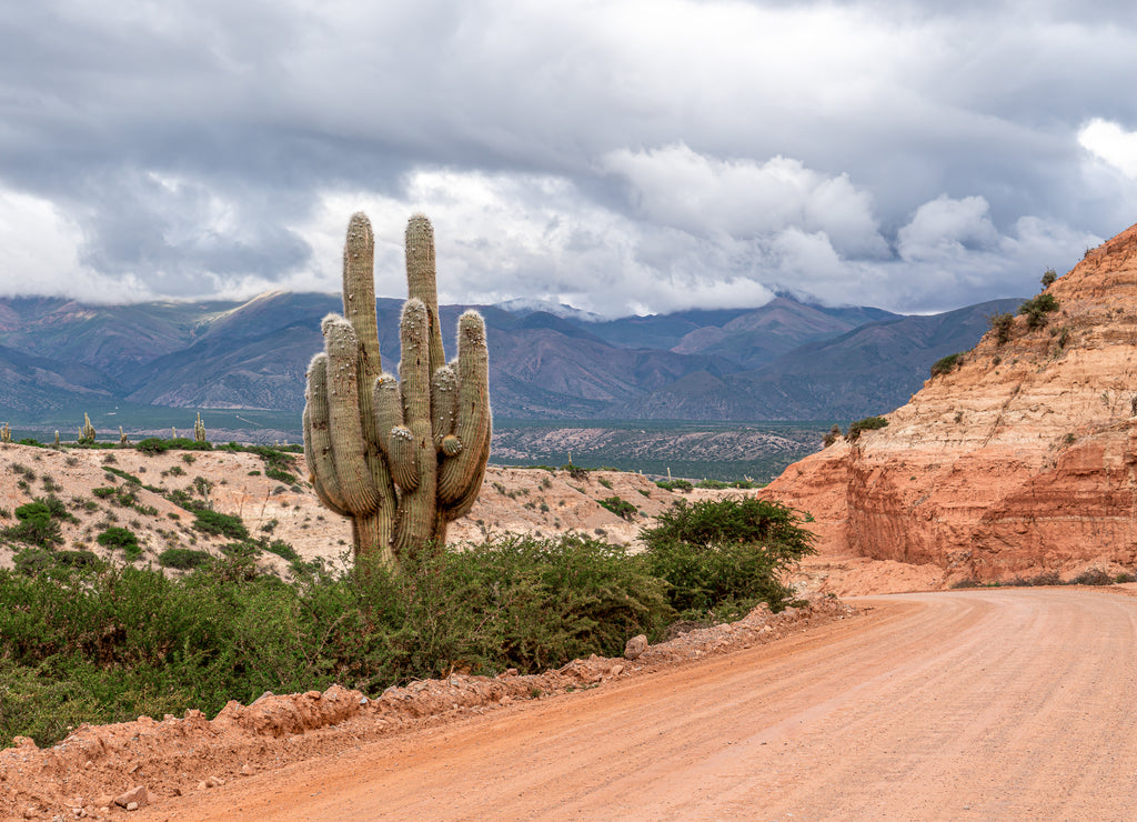 Northern Argentina, Cardon, a typical cactus growing in hight altitude in the Humahuaca area