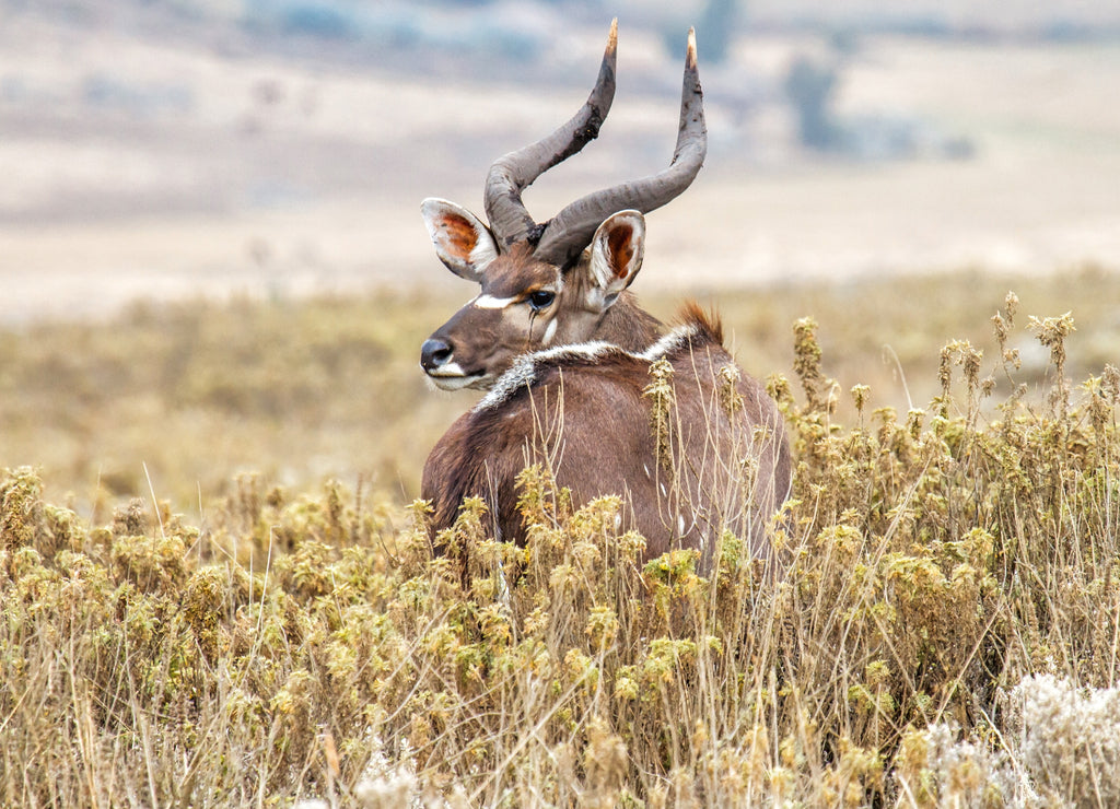 Dominant male Mountain Nyala in the Bale Mountains National Park in Ethiopia