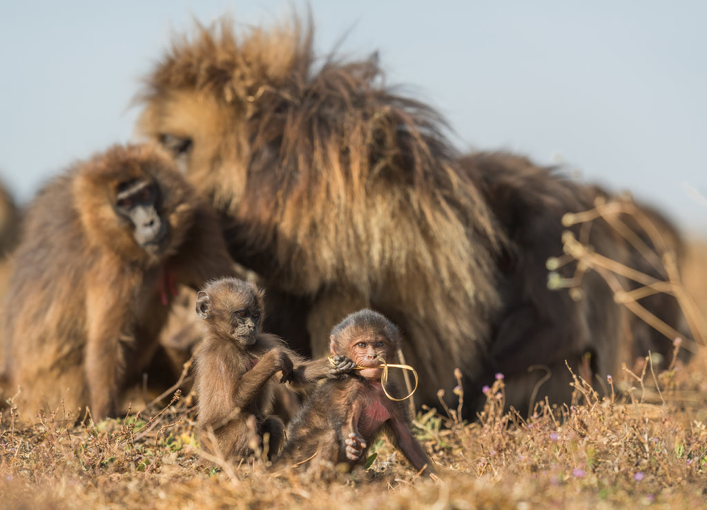 Gelada Baboon - Theropithecus gelada, beautiful ground primate from Simien mountains, Ethiopia