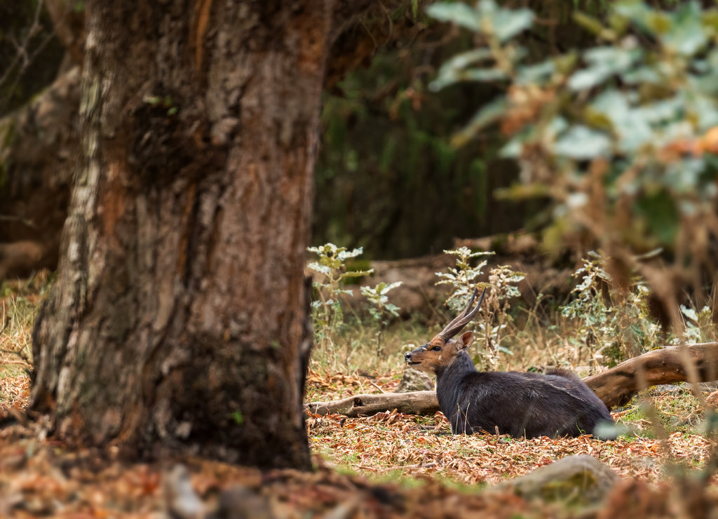 Menelik's Bushbuck - Tragelaphus scriptus meneliki, beautiful shy antelope endemic in Ethiopean mountains, Bale mountains, Ethiopia