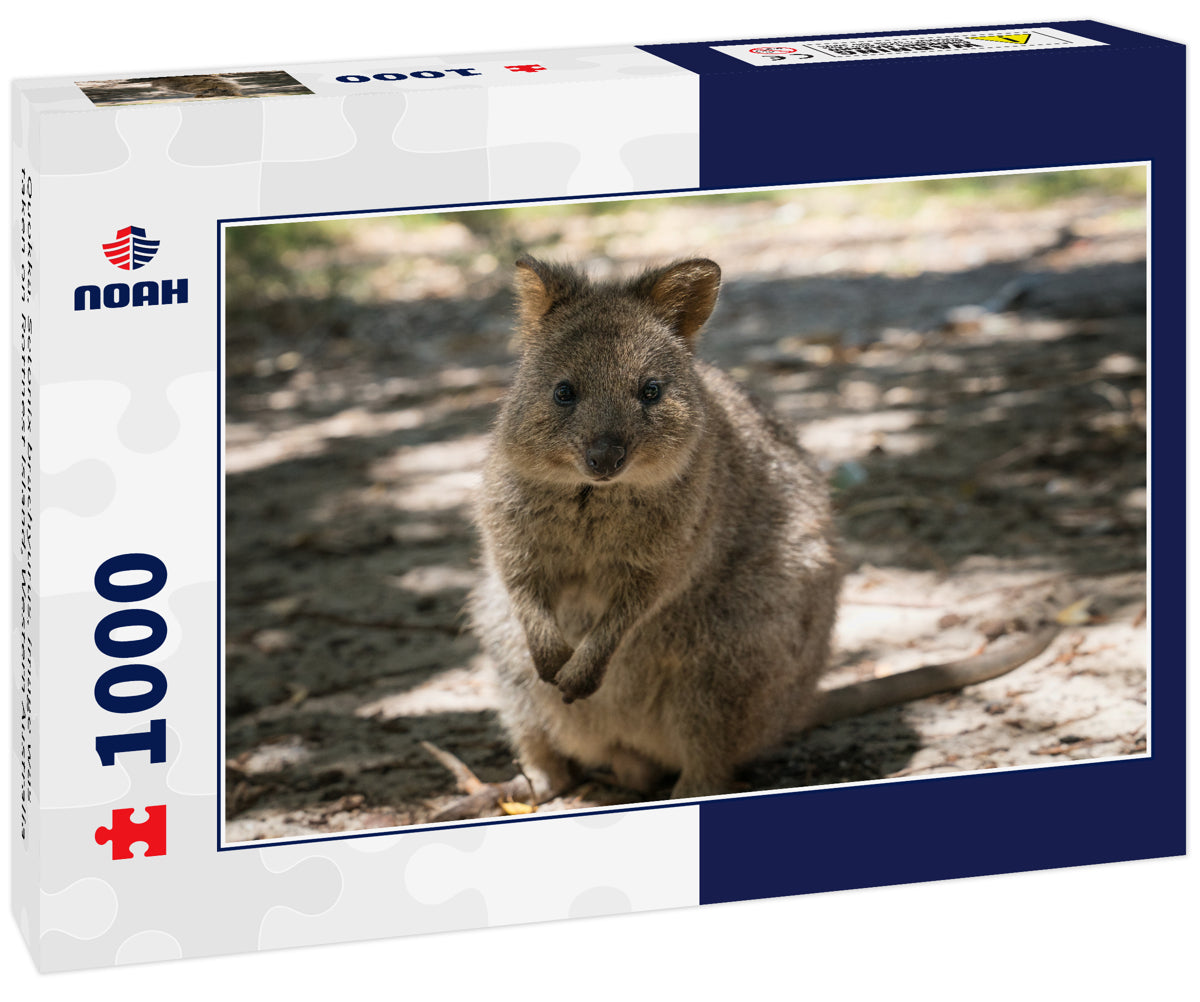 Quokka, Setonix brachyurus, image was taken on Rottnest Island, Western Australia