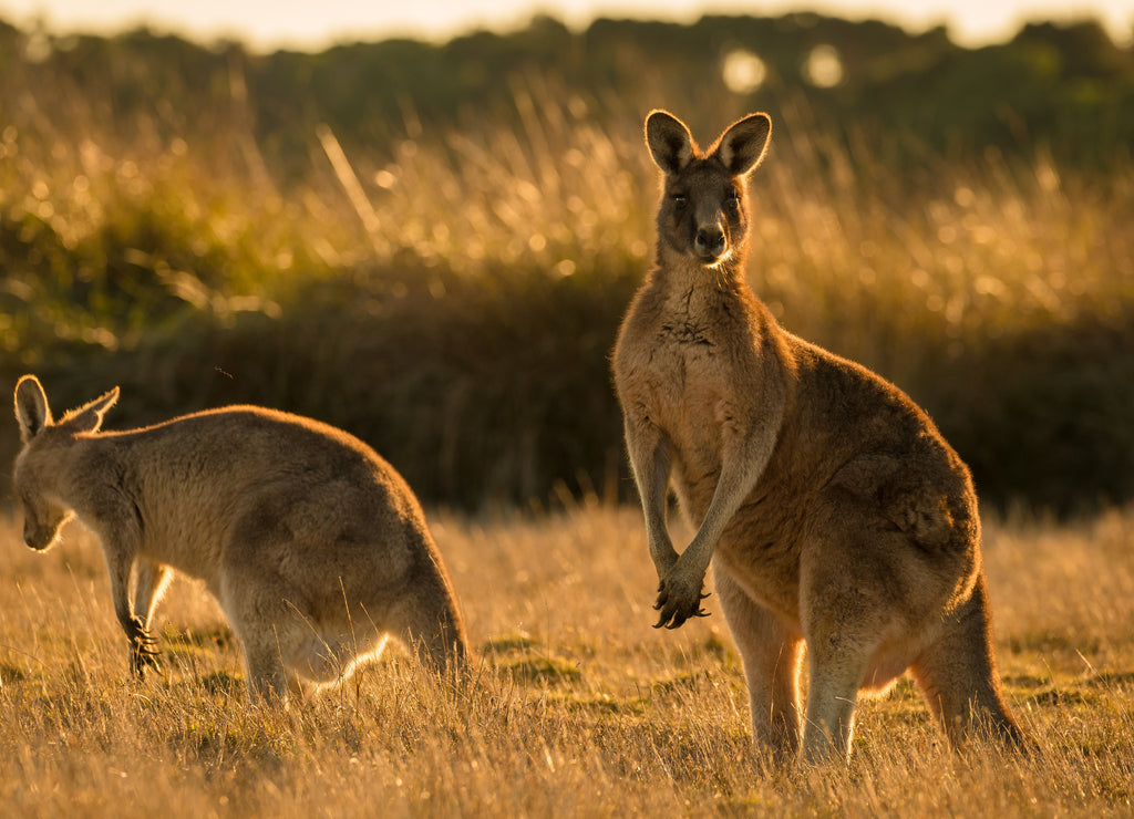 Kangaroo in open field during a golden sunset