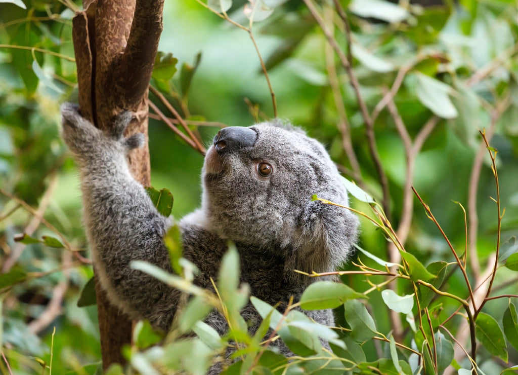 A Koala In Australia