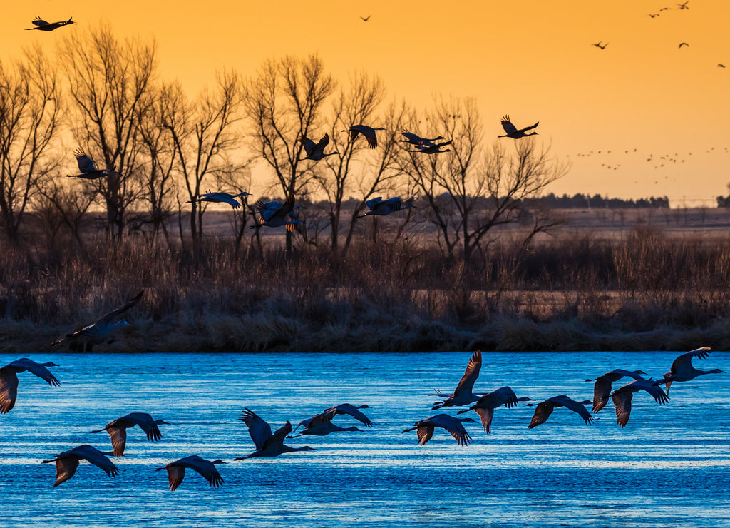 Migratory water fowl and Sandhill Cranes, Platte river, Grand Island Nebraska