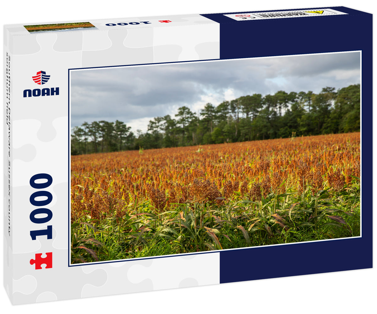 Southern Delaware Sussex county sorghum field