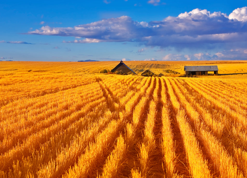 Solar autumn midday on fields of Montana