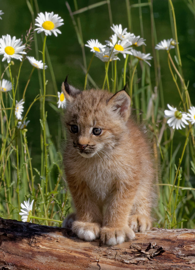 USA, Montana. Baby bobcat close-up